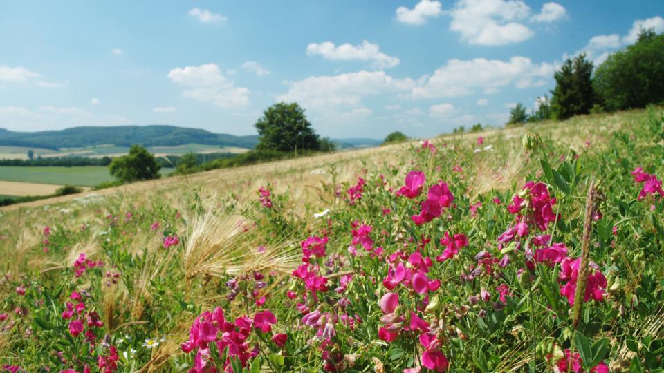 Bild: Naturschutzgebiet Rabensberg - Knollen-Platterbse in Acker