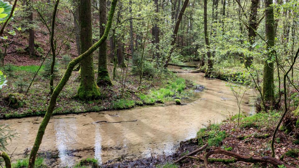 Bild: Der Furlbach - ein rechtes Nebengewässer der oberen Ems in Nordrhein-Westfalen