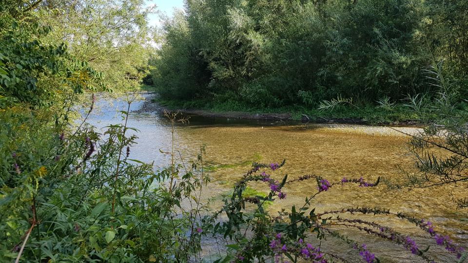 Die Lippesee-Umflut bietet bereits Lebensraum für stark bedrohte und besonders schützenswerte Gewässer- und Auenbewohner. Auch der neue Abschnitt könnte nach der Renaturierung so aussehen. 