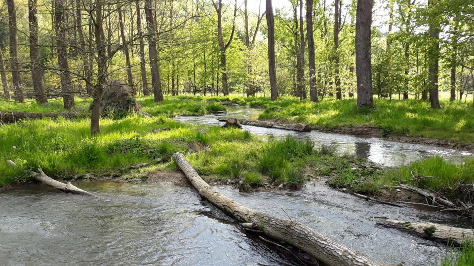 Die Alme bei Ringelstein